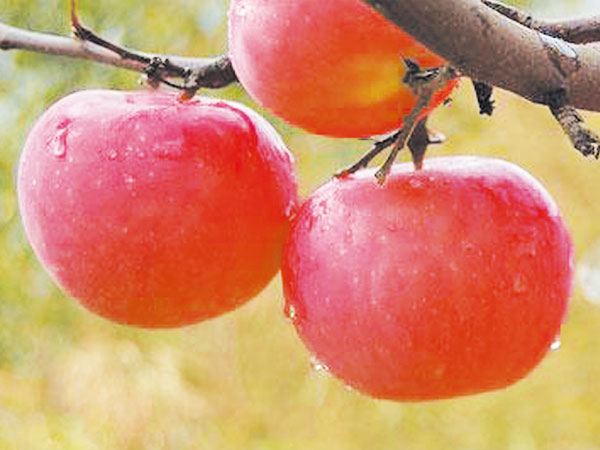 煙富三號（八、十號）