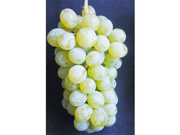 喜樂(lè)葡萄