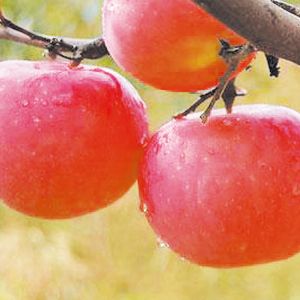 煙富三號（八、十號）