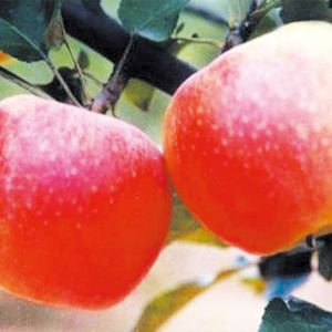 美國(guó)八號(hào)