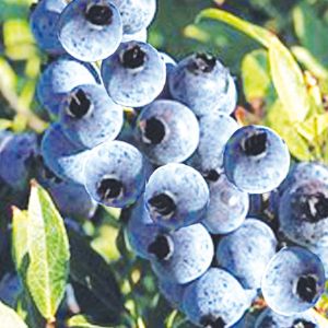 北陸藍莓