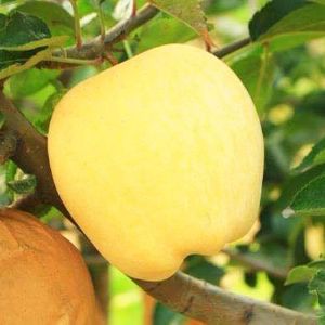 維納斯黃金蘋果