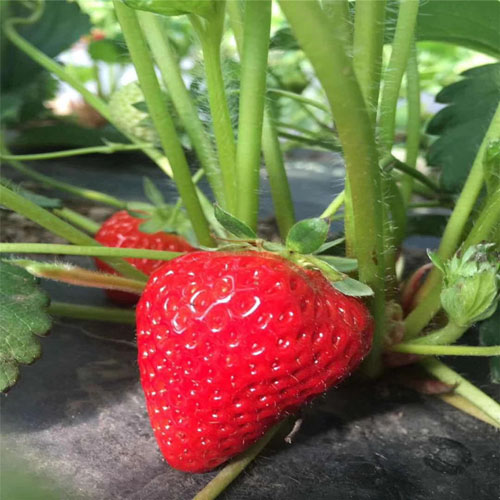 妙香7號(hào)草莓.jpg