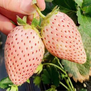 粉玉草莓
